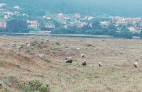 Ovis aries Linnaeus, 1758Ovis aries Linnaeus, 1758