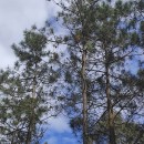 Pinus pinaster AitonPinus pinaster Aiton