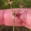 Juncus bulbosus L.Juncus bulbosus L.