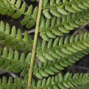 Polystichum setiferum (Forssk.) Woyn.Polystichum setiferum (Forssk.) Woyn.