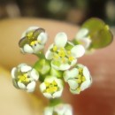 Teesdalia nudicaulis (L.) R. Br.Teesdalia nudicaulis (L.) R. Br.