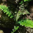 Asplenium obovatum Viv. subsp. billotii (F.W.Schultz) O.Bolòs, Vigo, Masalles & NinotAsplenium obovatum Viv. subsp. billotii (F.W.Schultz) O.Bolòs, Vigo, Masalles & Ninot