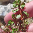 Lythrum portula (L.) D.A. WebbLythrum portula (L.) D.A. Webb