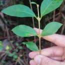 Ligustrum ovalifolium Hassk.Ligustrum ovalifolium Hassk.