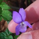 Viola riviniana Reichenb.Viola riviniana Reichenb.