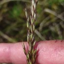 Arrhenatherum longifolium (Thore) DulacArrhenatherum longifolium (Thore) Dulac