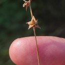 Carex echinata MurrayCarex echinata Murray