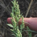 Chenopodium album L.Chenopodium album L.