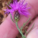 Centaurea limbata Hoffmanns. & LinkCentaurea limbata Hoffmanns. & Link
