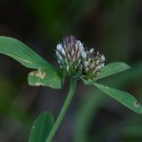Trifolium bocconei SaviTrifolium bocconei Savi