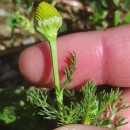 Matricaria discoidea DC.Matricaria discoidea DC.
