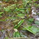 Potamogeton polygonifolius Pourr.Potamogeton polygonifolius Pourr.