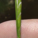 Glyceria fluitans (L.) R. Br.Glyceria fluitans (L.) R. Br.