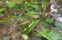 Potamogeton polygonifolius Pourr.Potamogeton polygonifolius Pourr.