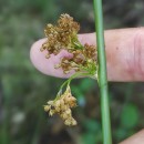 Juncus effusus L.Juncus effusus L.