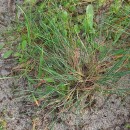 Corynephorus canescens (L.) Beauv.Corynephorus canescens (L.) Beauv.