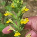 Parentucellia viscosa (L.) CaruelParentucellia viscosa (L.) Caruel