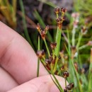 Juncus heterophyllus Léon DufourJuncus heterophyllus Léon Dufour