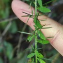 Genista falcata Brot.Genista falcata Brot.