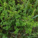 Clinopodium menthifolium (Host) Stace subsp. ascendens (Jord.) GovaertsClinopodium menthifolium (Host) Stace subsp. ascendens (Jord.) Govaerts