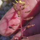 Rorippa palustris (L.) BesserRorippa palustris (L.) Besser