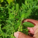 Solanum chenopodioides Lam.Solanum chenopodioides Lam.