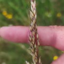 Arrhenatherum longifolium (Thore) DulacArrhenatherum longifolium (Thore) Dulac