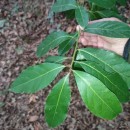Laurus nobilis L.Laurus nobilis L.