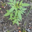 Bidens frondosa L.Bidens frondosa L.