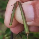 Lotus pedunculatus Cav.Lotus pedunculatus Cav.