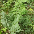 Dryopteris filix-mas (L.) SchottDryopteris filix-mas (L.) Schott