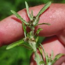 Gnaphalium uliginosum L.Gnaphalium uliginosum L.