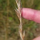 Gaudinia fragilis (L.) Beauv.Gaudinia fragilis (L.) Beauv.