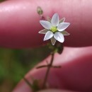 Spergula arvensis L.Spergula arvensis L.