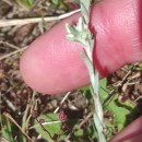 Logfia minima (Sm.) Dumort.Logfia minima (Sm.) Dumort.