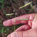 Paspalum dilatatum Poir.Paspalum dilatatum Poir.