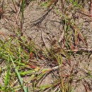 Juncus heterophyllus Léon DufourJuncus heterophyllus Léon Dufour