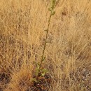 Eryngium duriaei J. Gay ex Boiss. subsp. duriaei J. Gay ex Boiss.Eryngium duriaei J. Gay ex Boiss. subsp. duriaei J. Gay ex Boiss.