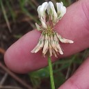 Trifolium repens L.Trifolium repens L.