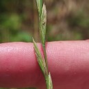 Lolium perenne L.Lolium perenne L.
