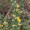 Ulex europaeus L. subsp. europaeusUlex europaeus L. subsp. europaeus