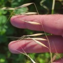 Avena barbata Pott subsp. barbataAvena barbata Pott subsp. barbata