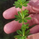 Galium mollugo L.Galium mollugo L.
