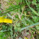 Narcissus cyclamineus DC.Narcissus cyclamineus DC.