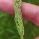Holcus lanatus L.Holcus lanatus L.