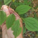 Philadelphus coronarius L.Philadelphus coronarius L.