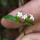 Valeriana dioica L.Valeriana dioica L.