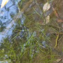 Potamogeton berchtoldii FieberPotamogeton berchtoldii Fieber
