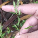 Bromus hordeaceus L. subsp. hordeaceusBromus hordeaceus L. subsp. hordeaceus