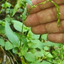 Persicaria hydropiper (L.) SpachPersicaria hydropiper (L.) Spach